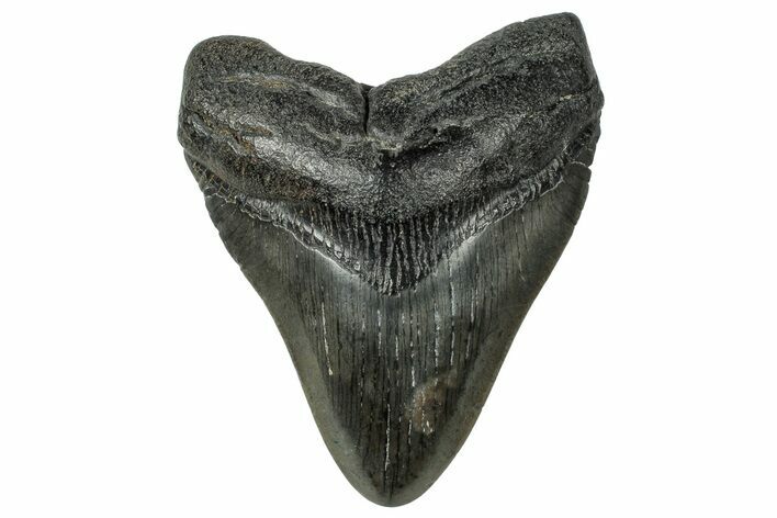 Fossil Megalodon Tooth - South Carolina #324303
